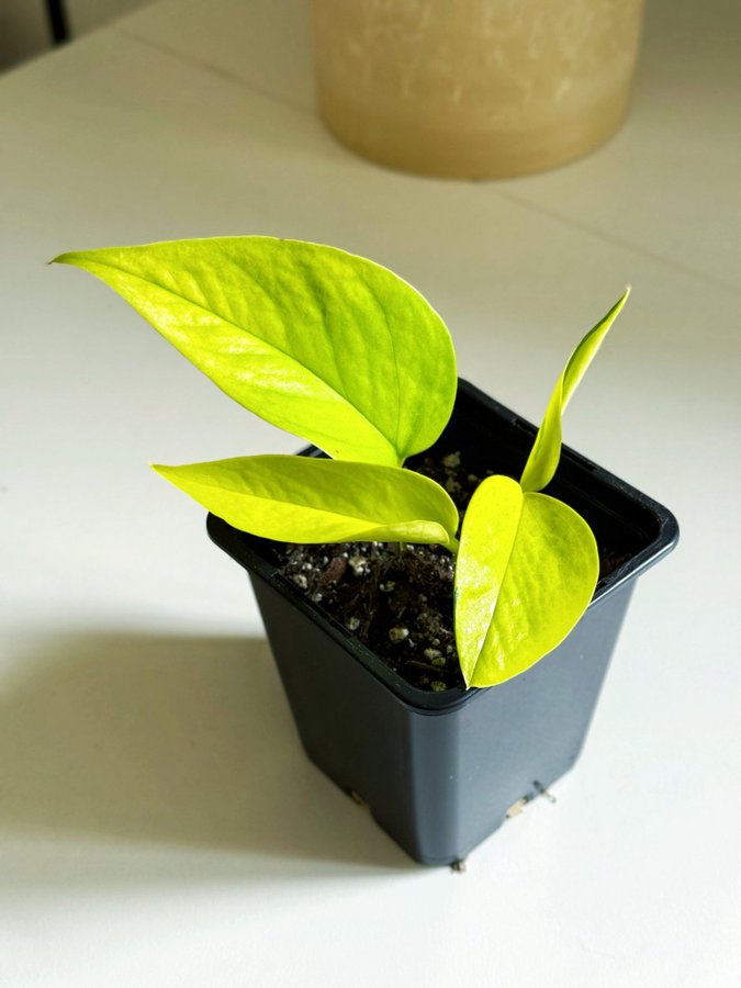 Epipremnum Aureum " NEON " Liten planta (Gullranka Pothos)