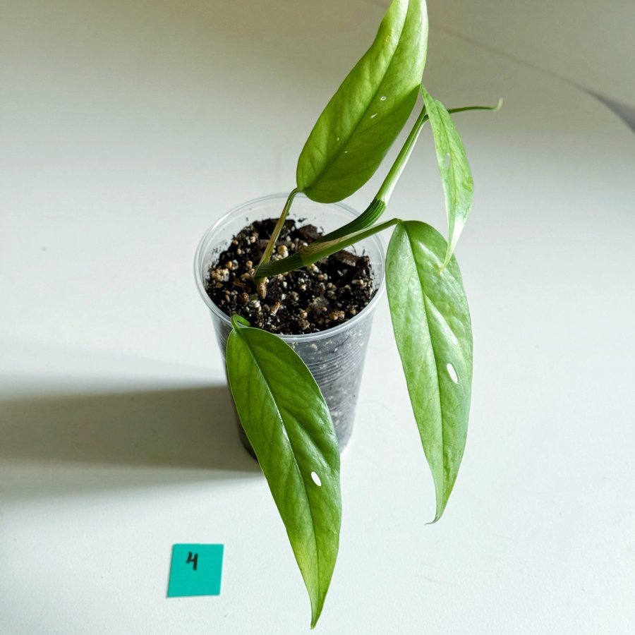 Epipremnum Pinnatum " CEBU BLUE " Liten planta (Gullranka)