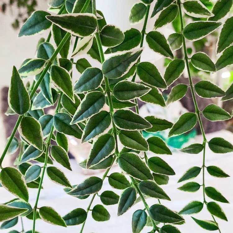 Hoya Bella Albomarginata - stickling