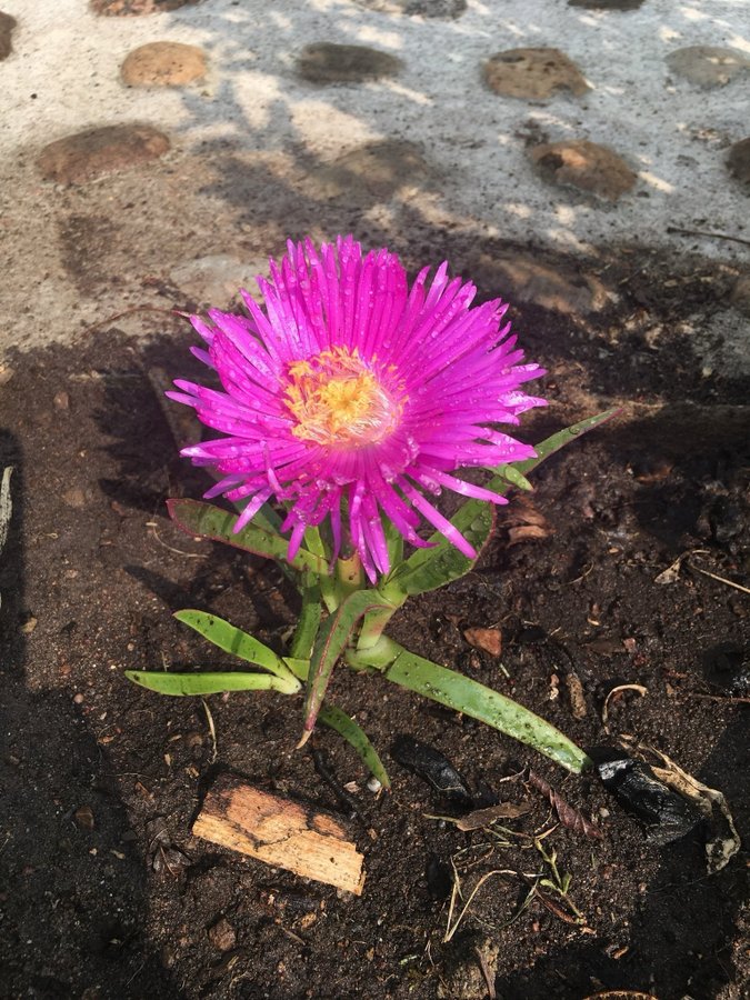 Delosperma ÖKENROS - Ocean Sunset™ Cerise - Violet perenn