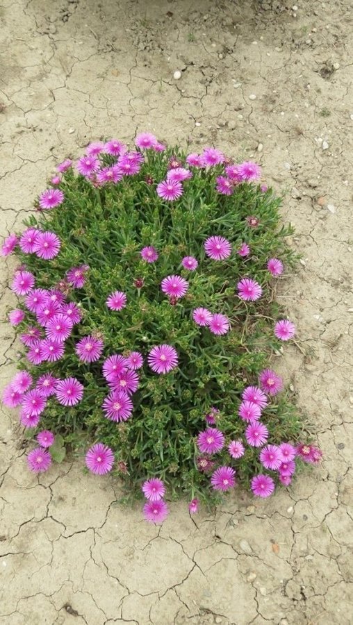 Delosperma ÖKENROS - Ocean Sunset™ Cerise - Violet perenn