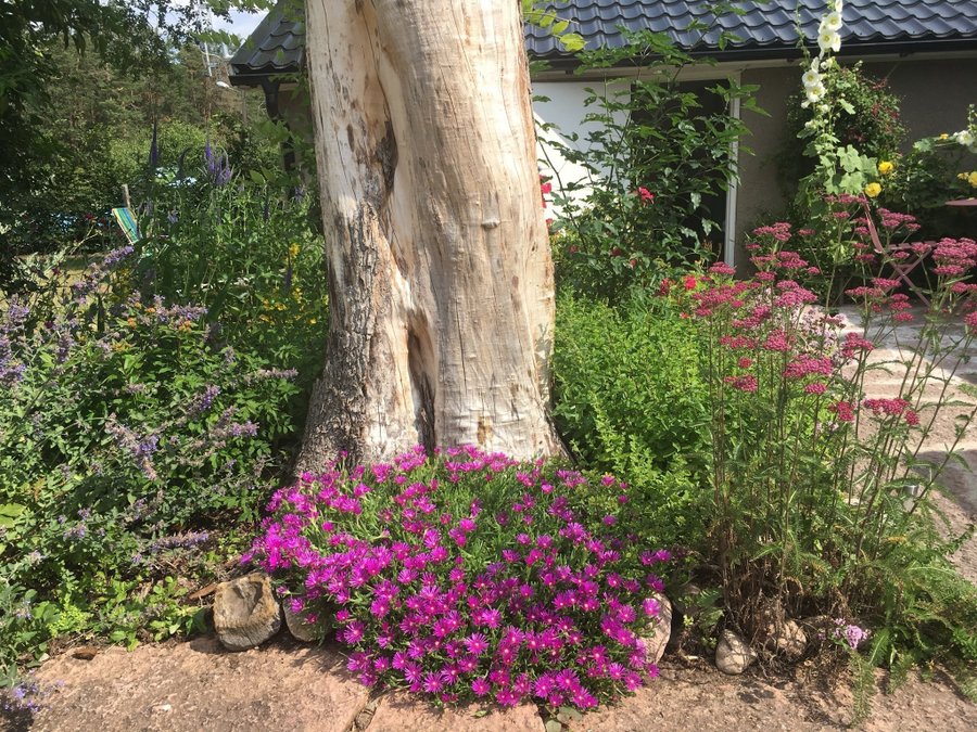 Delosperma ÖKENROS - Ocean Sunset™ Cerise - Violet perenn