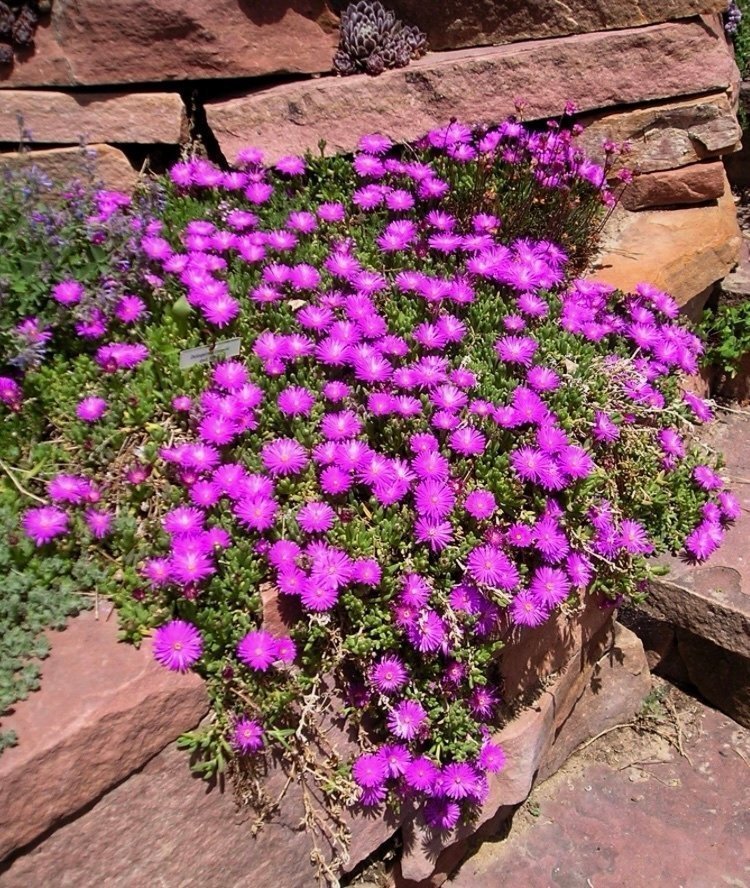 Delosperma ÖKENROS - Ocean Sunset™ Cerise - Violet perenn