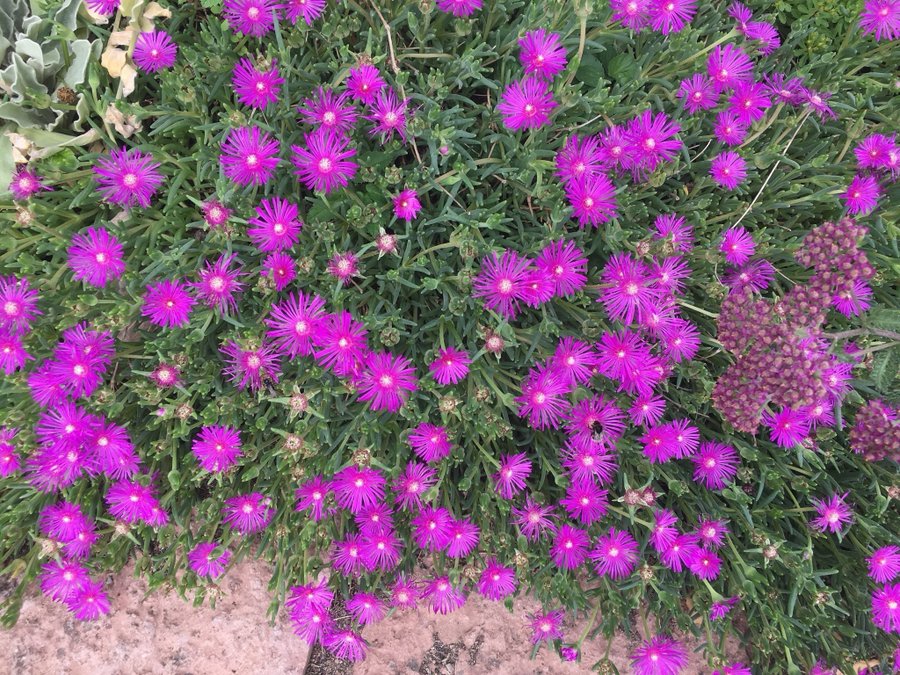 Delosperma ÖKENROS - Ocean Sunset™ Cerise - Violet perenn