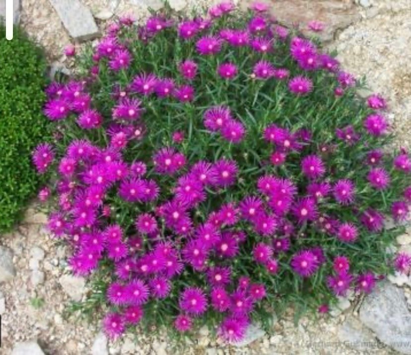 Delosperma ÖKENROS - Ocean Sunset™ Cerise - Violet perenn