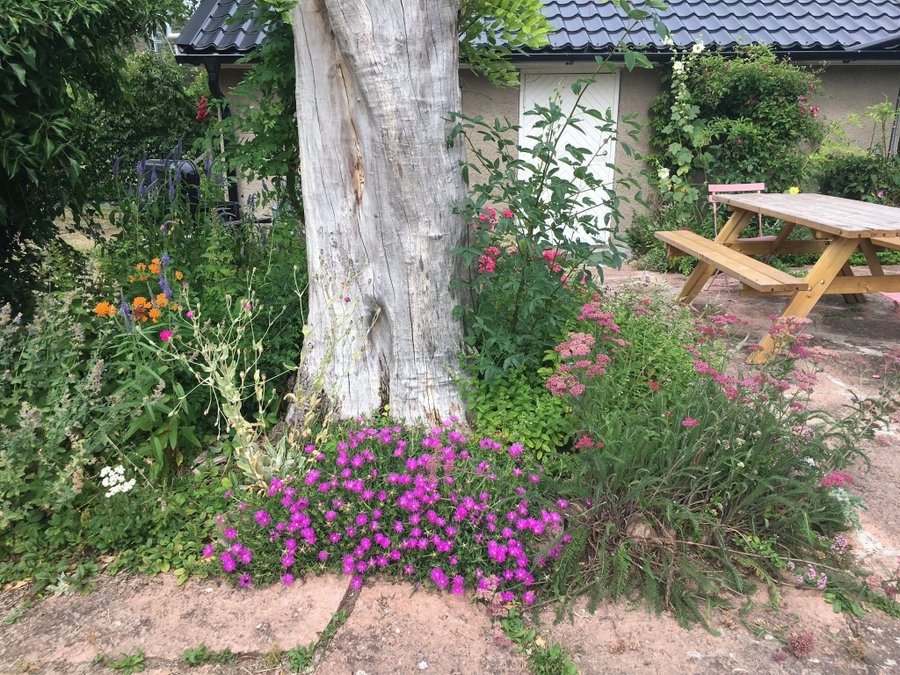 Delosperma ÖKENROS - Ocean Sunset™ Cerise - Violet perenn