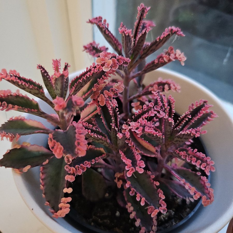 Kalanchoe Pink Butterfly