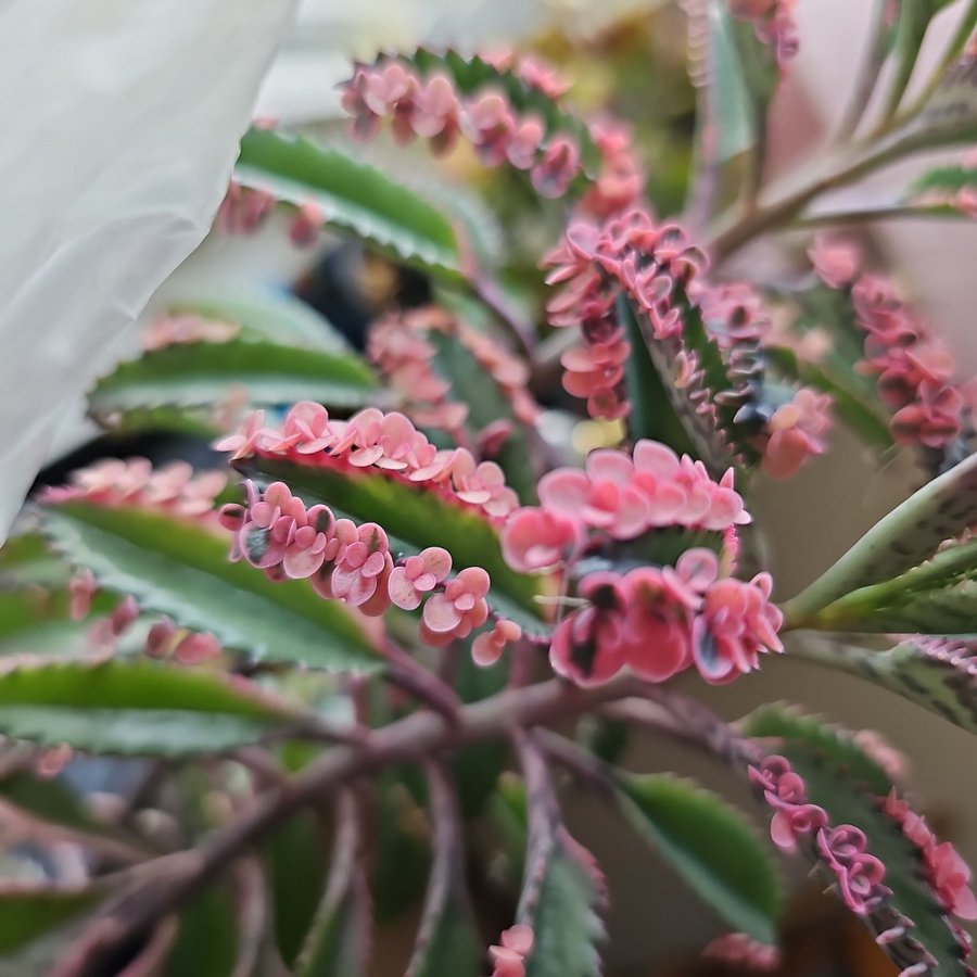 Kalanchoe Pink Butterfly