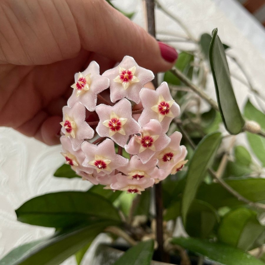 Hoya carnosa PINK