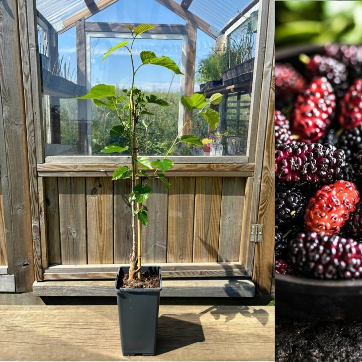 Dvärg-Mullbär Mojo Berry® 'Matsunaga' 40-60 cm (Morus rotundiloba)