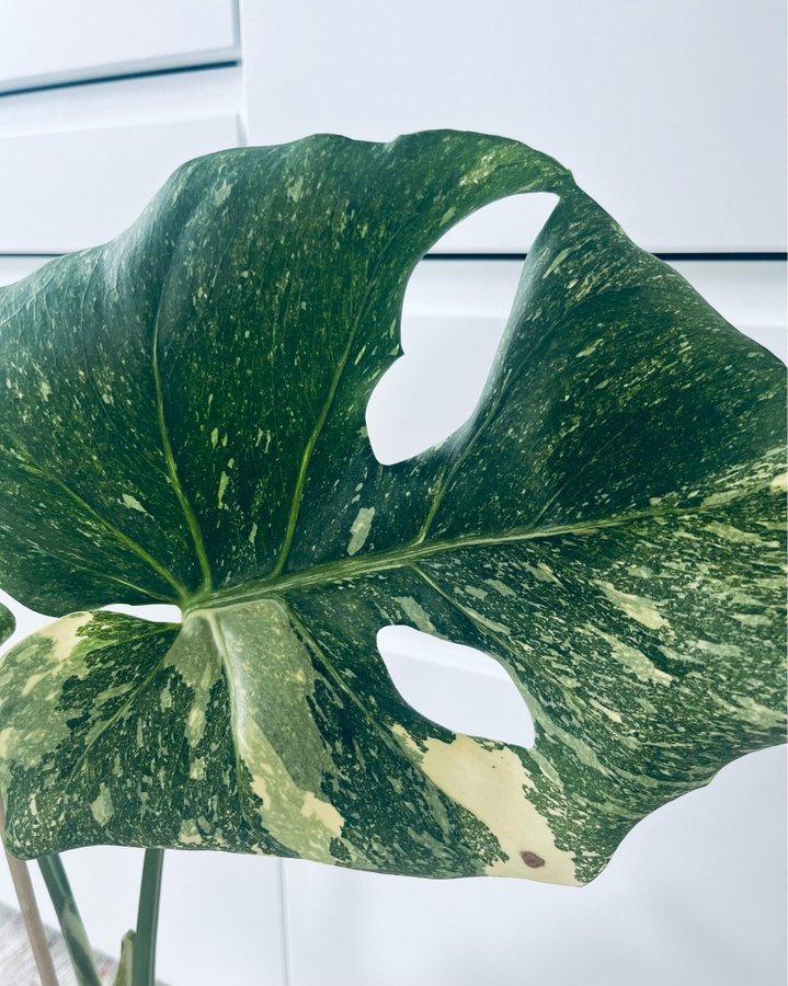 Monstera thai constellation NOID