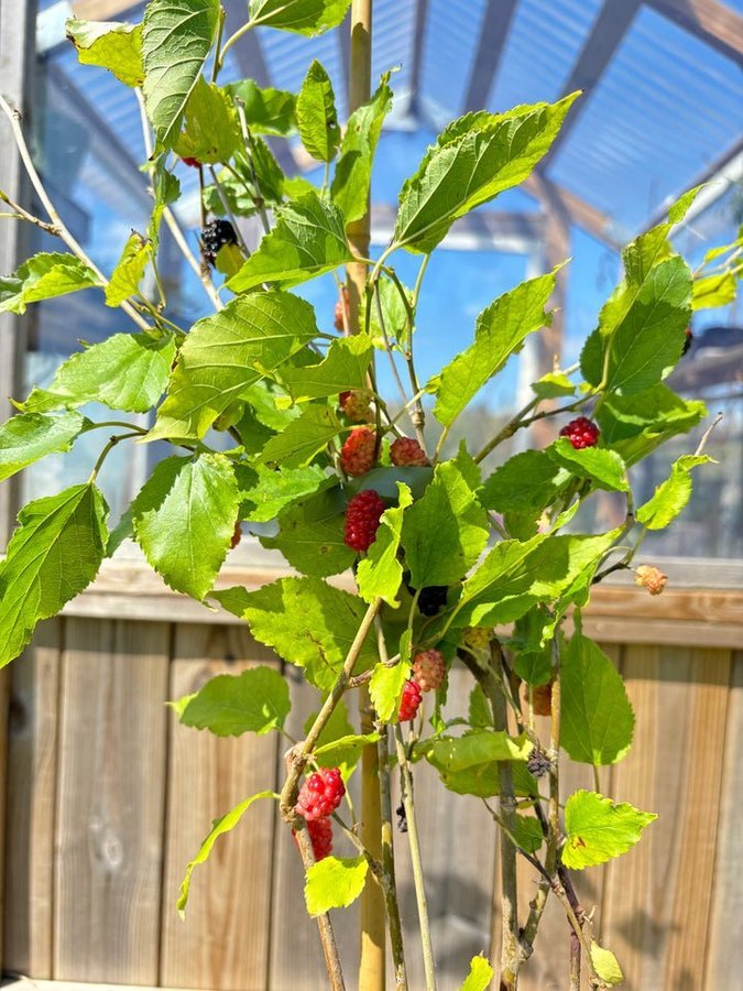 Rött Mullbär 'Red No 2' 50-80 cm (Morus rubra)