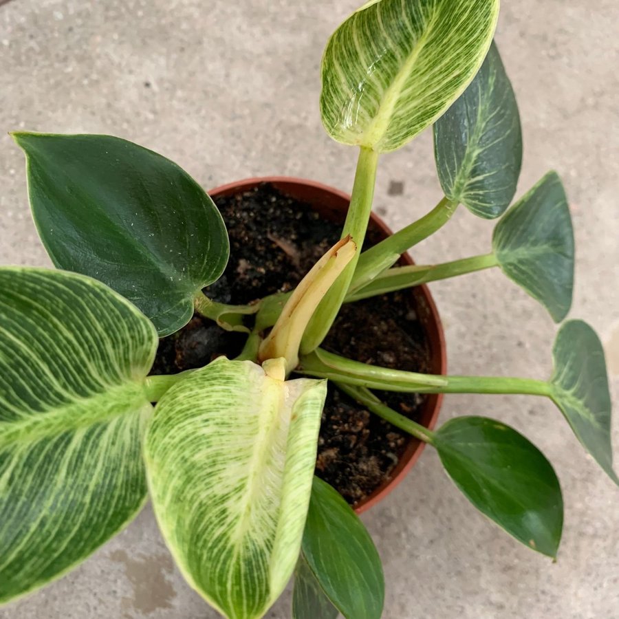 En tjusig stickling av Philodendron white measure