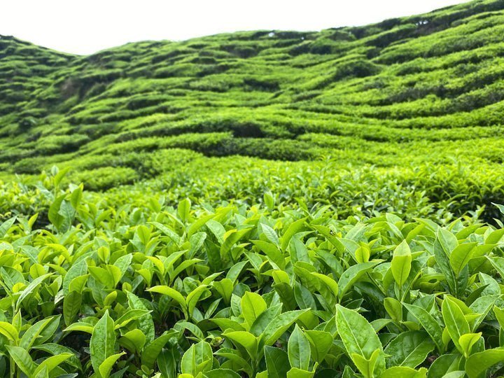 Tebuske 'Tea By Me': Härdig sort (Camellia sinensis) 3 år 40-50 cm