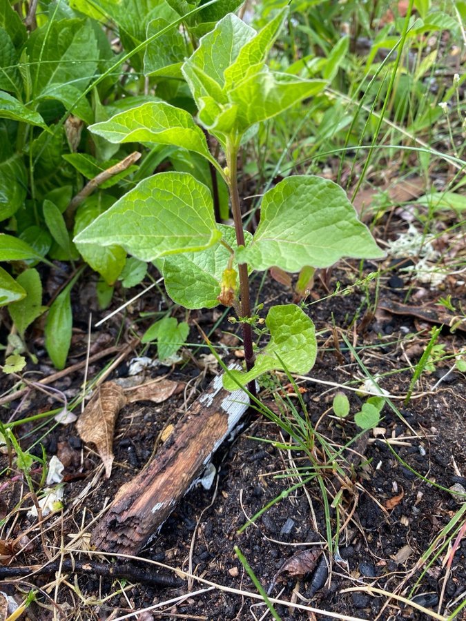 Japansk Lykta 2 plantor perenn