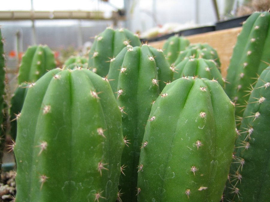 Kaktusfrön - Trichocereus pachanoi