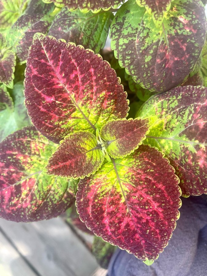 Sticklingar 2st Coleus Palettblad Avatar