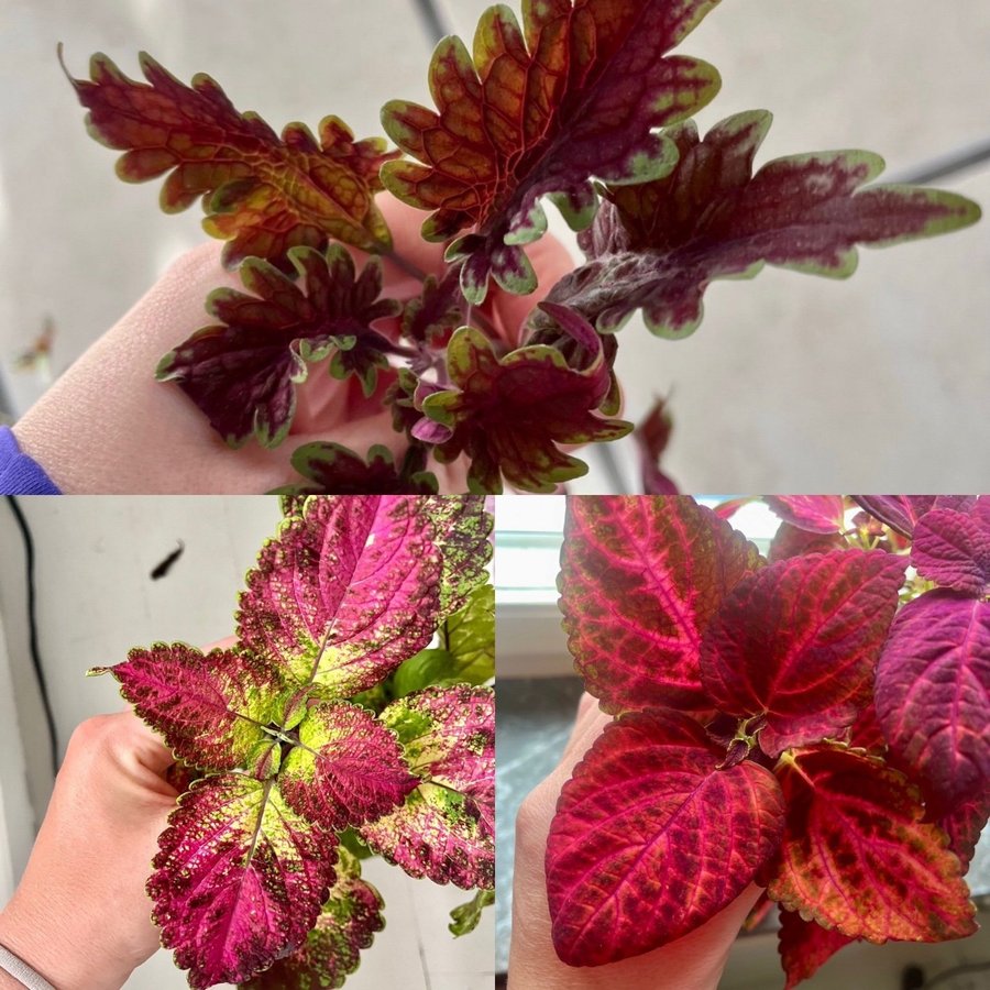 Rotade Sticklingar 3st Palettblad Coleus Pinky Pin Avatar Theatre Velvet