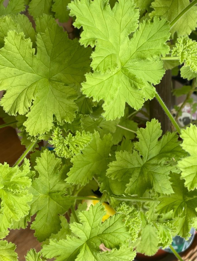 Doft pelargonier ” Dr  Westerlund "