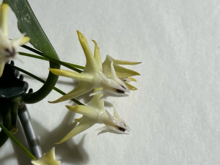 Hoya multiflora speckles Rotat skott