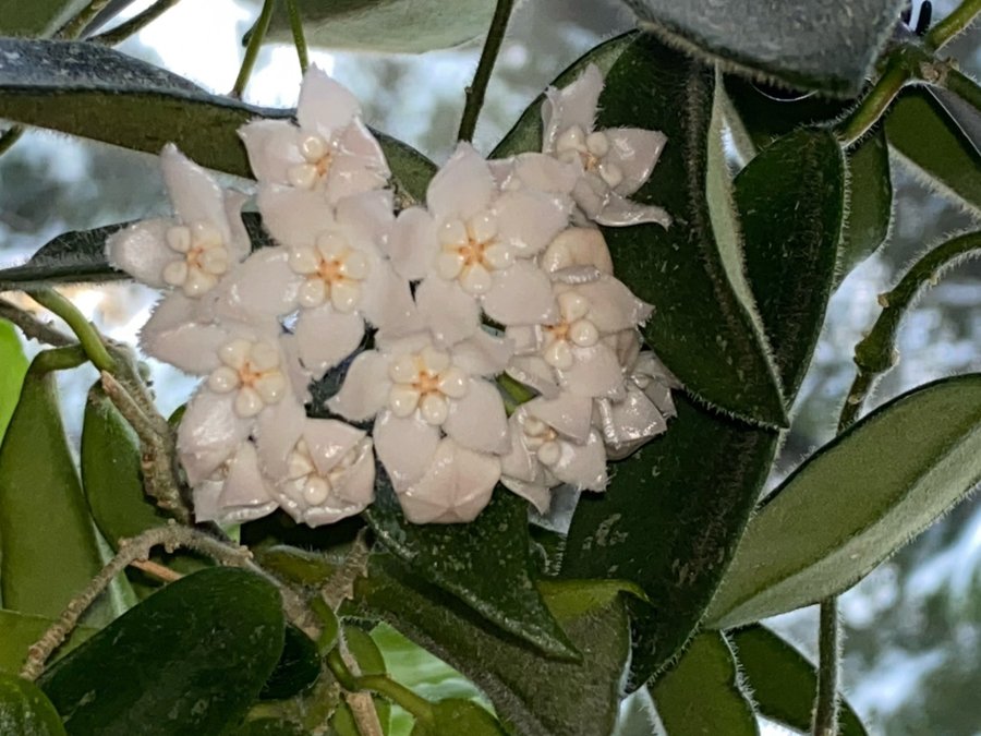 Hoya thomsonii