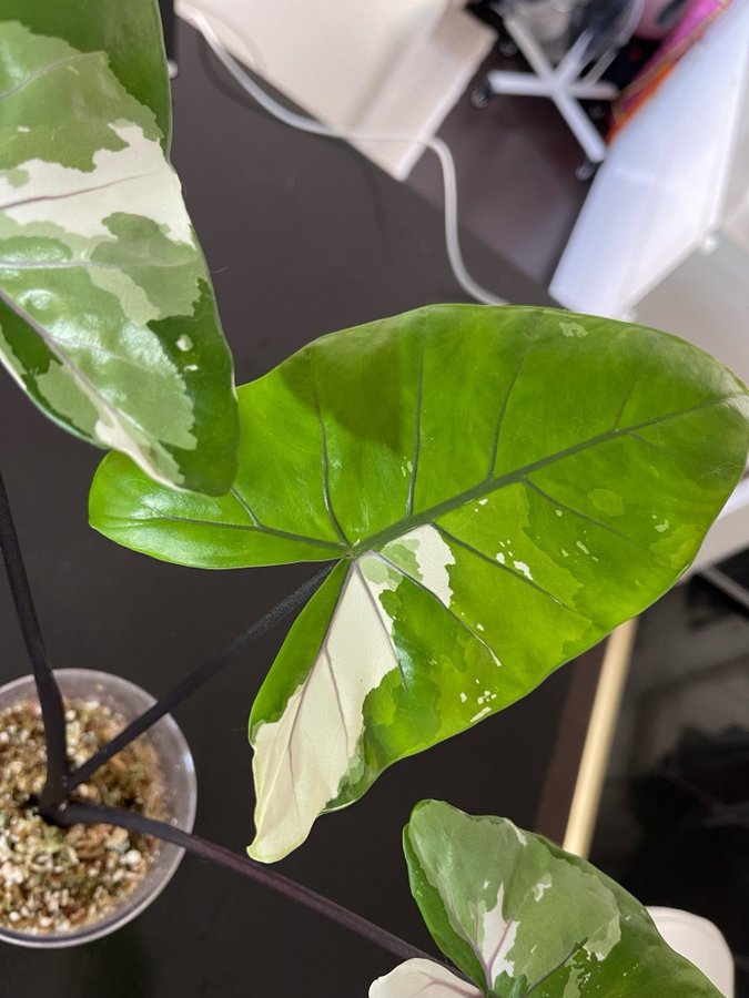 Alocasia macrorrhiza variegata *black stem* bulb/knöl