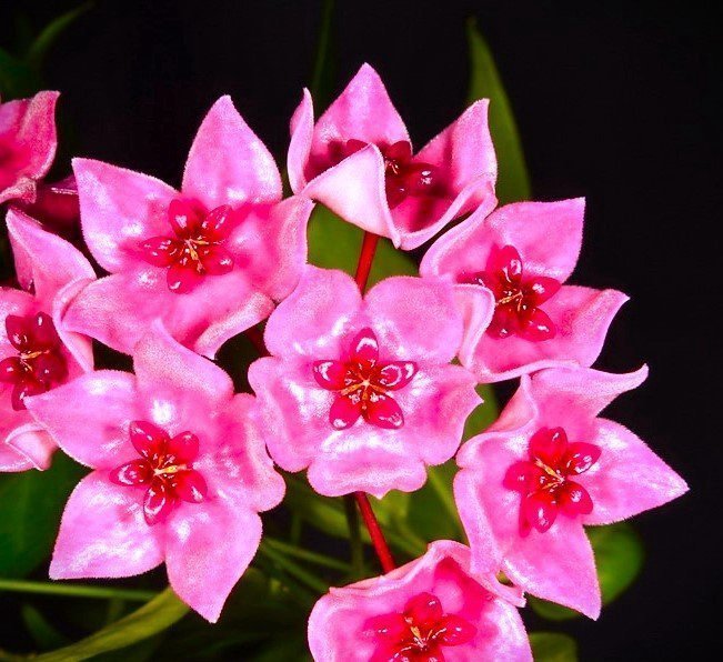 Hoya Dennisii