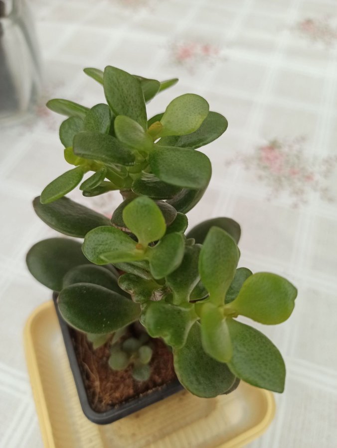 Crassula ovata ( Mill Druce ) planta.