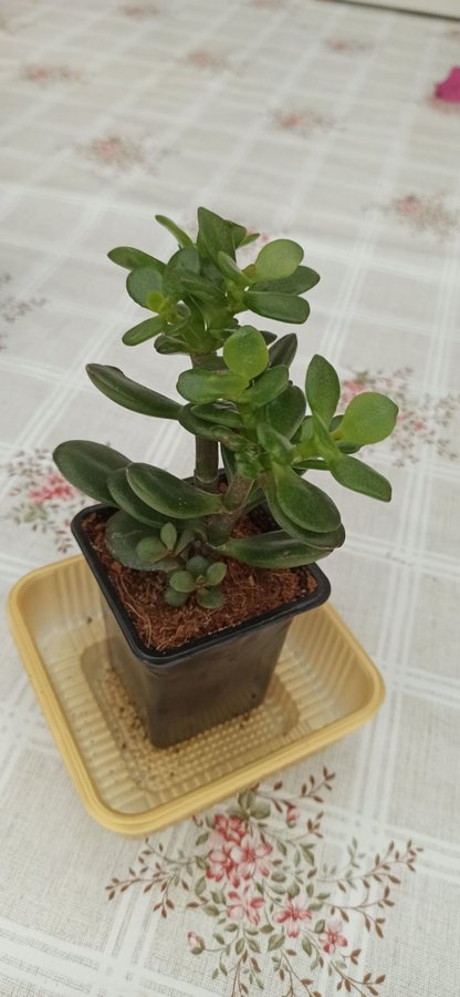 Crassula ovata ( Mill Druce ) planta.