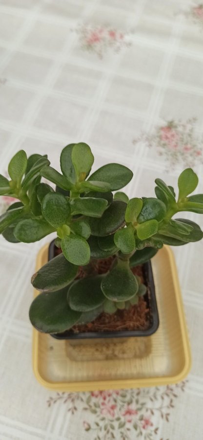 Crassula ovata ( Mill Druce ) planta.