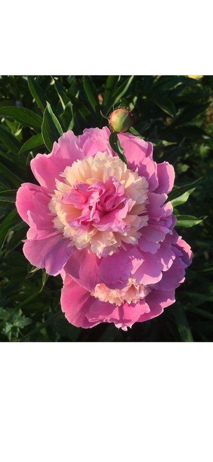 Pion Paeonia Sorbet Rosa gul vackra blommor