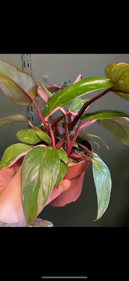 Philodendron pink princess variegata aroid planta