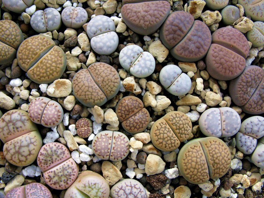 Lithops-frö - "Levande stenar"