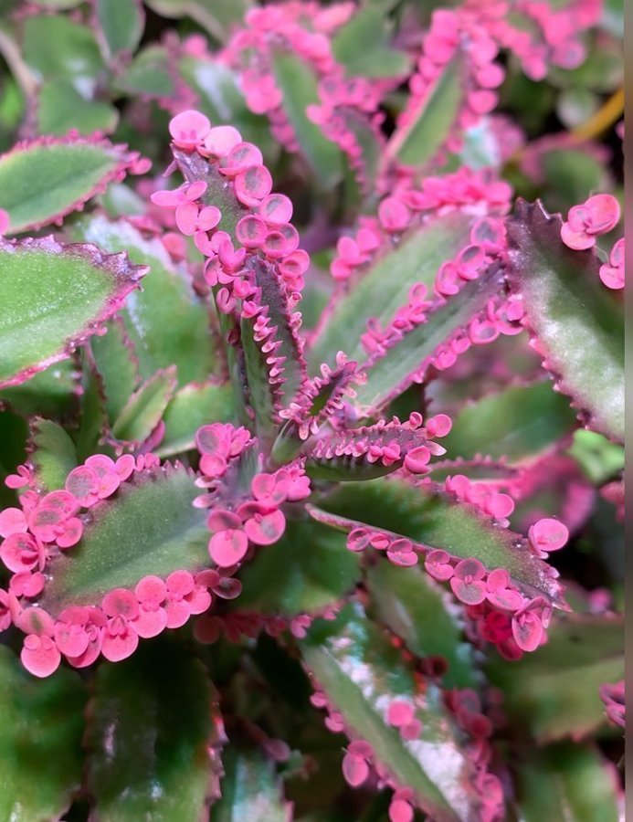 7 bebiser Kalanchoe Tusenmoder Pink butterfly