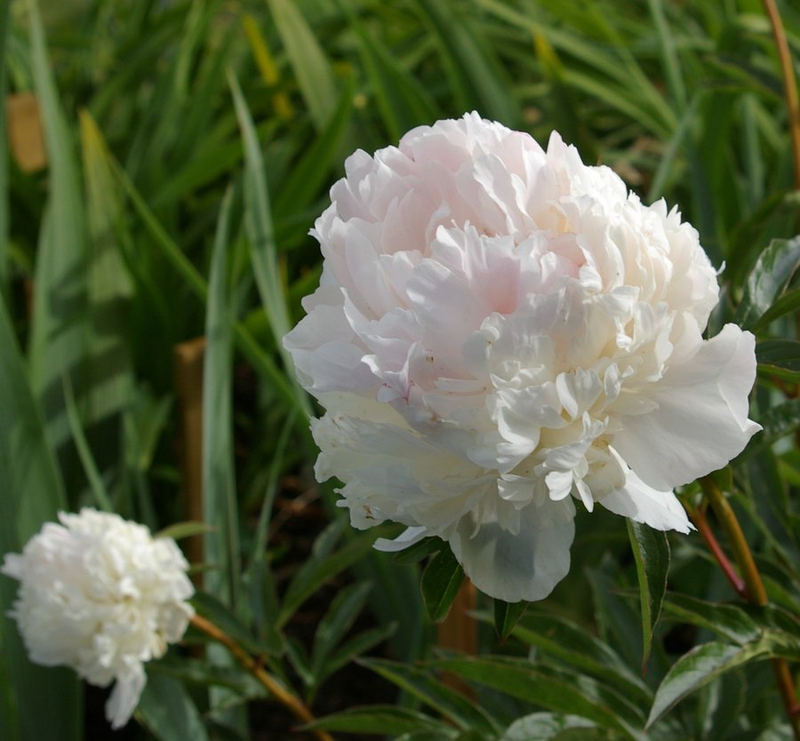 Pion lactiflora 'Shirley Temple'