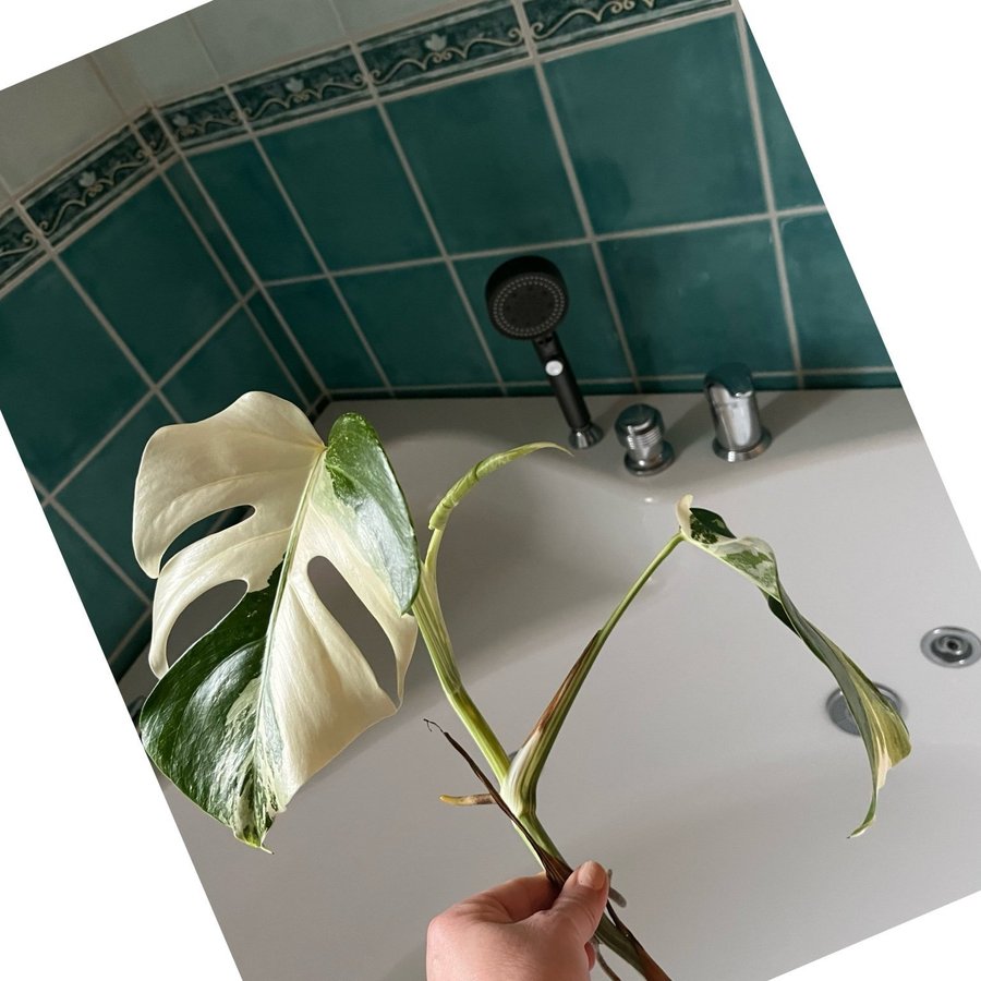 Monstera Variegata