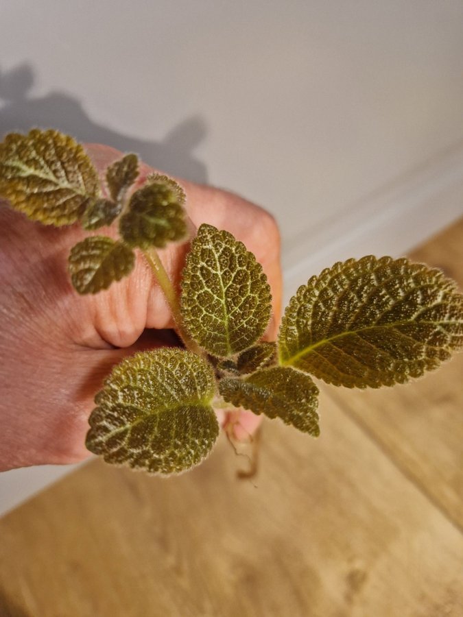 Episcia kopparblad rotad stickling