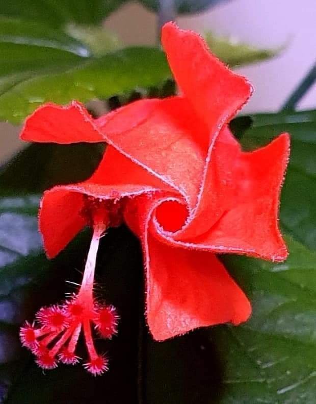 Hibiscus Malvaviscus arboreus,sista planta