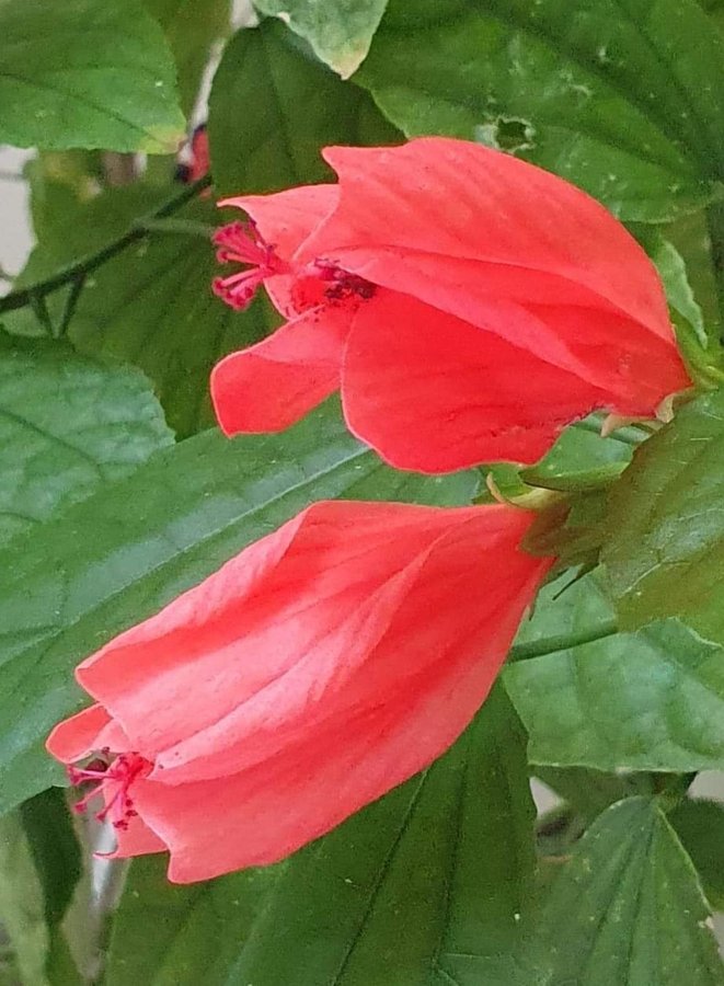 Hibiscus Malvaviscus arboreus,sista planta