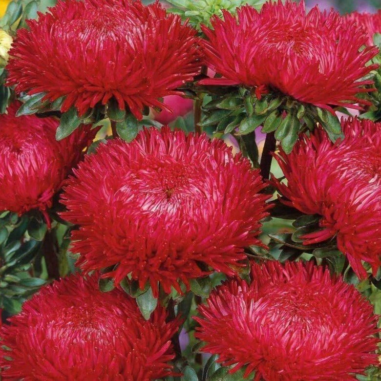 Aster Duchesse Red, höjd 70-80 cm, blommar augusti oktober, 50 frön