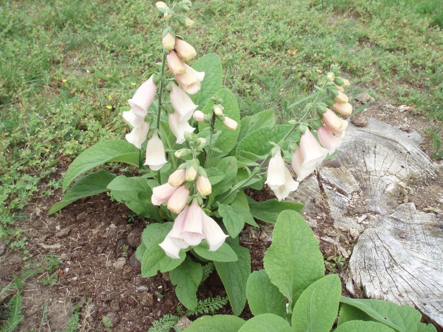 APRIKOSFÄRGAD FINGERBORGSBLOMMAFRÖN"PERENN"/BIENN