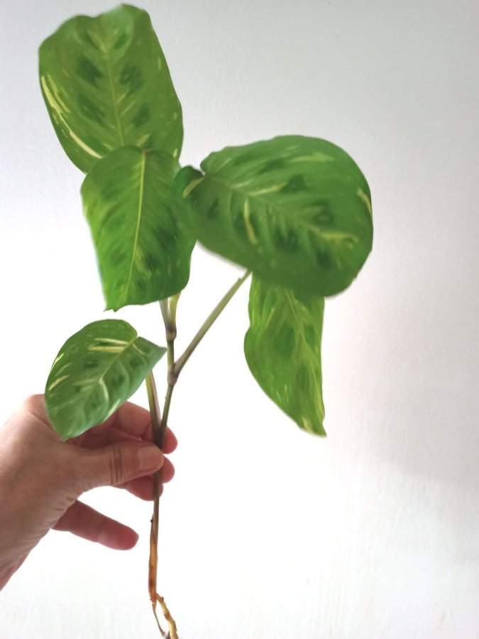 MARANTA LEUCONEURA VARIEGATA " - planta