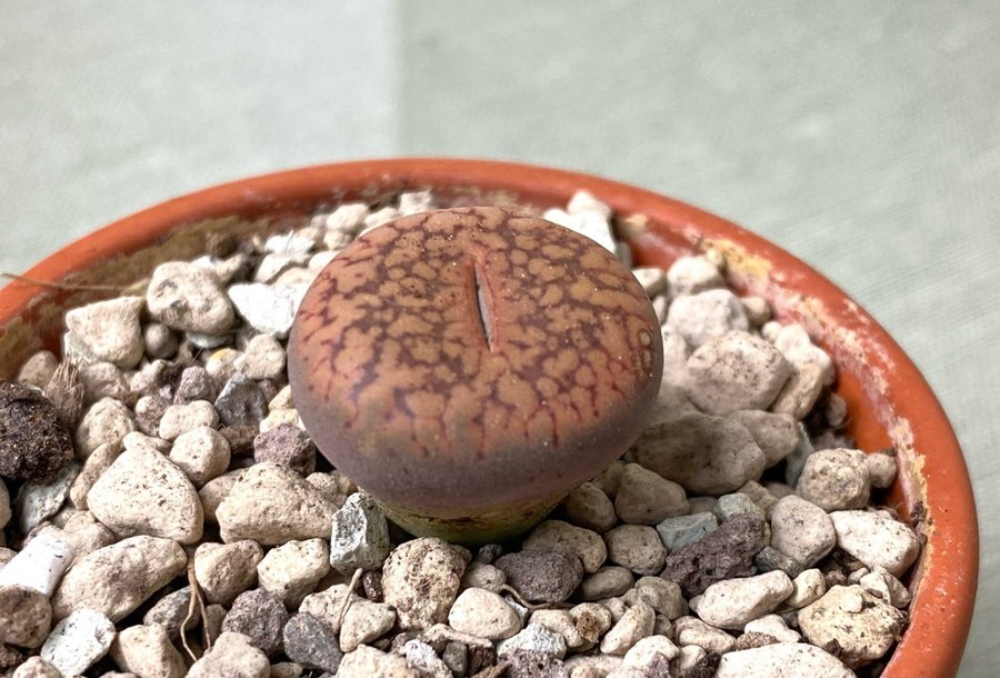 Lithops aucampiae