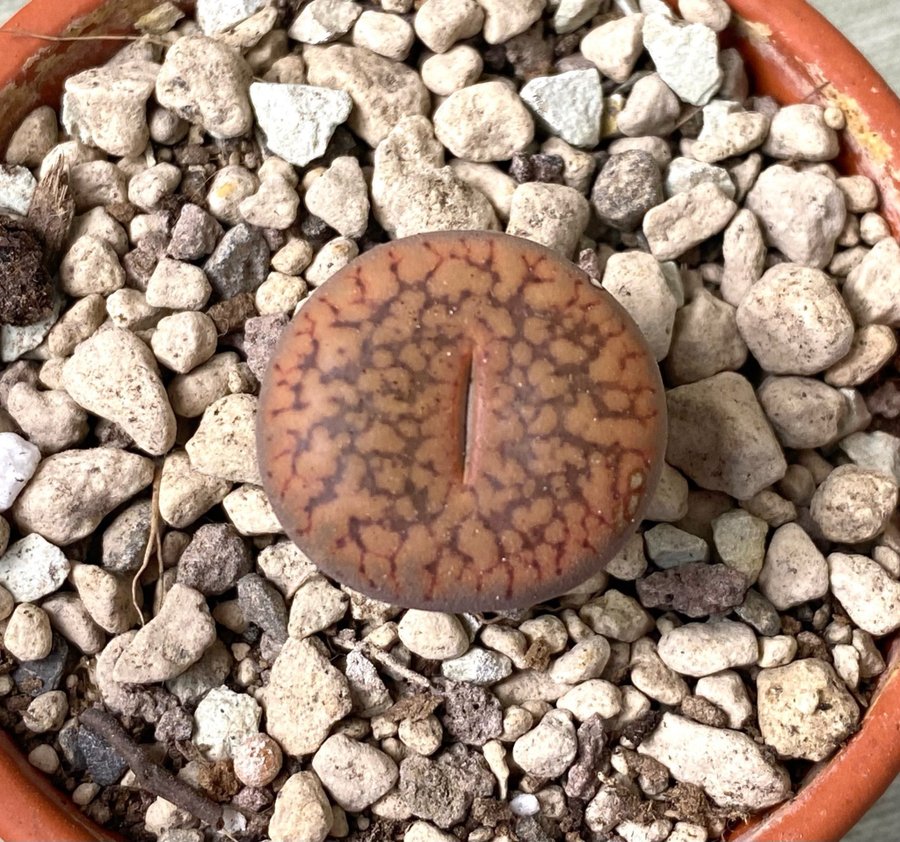 Lithops aucampiae