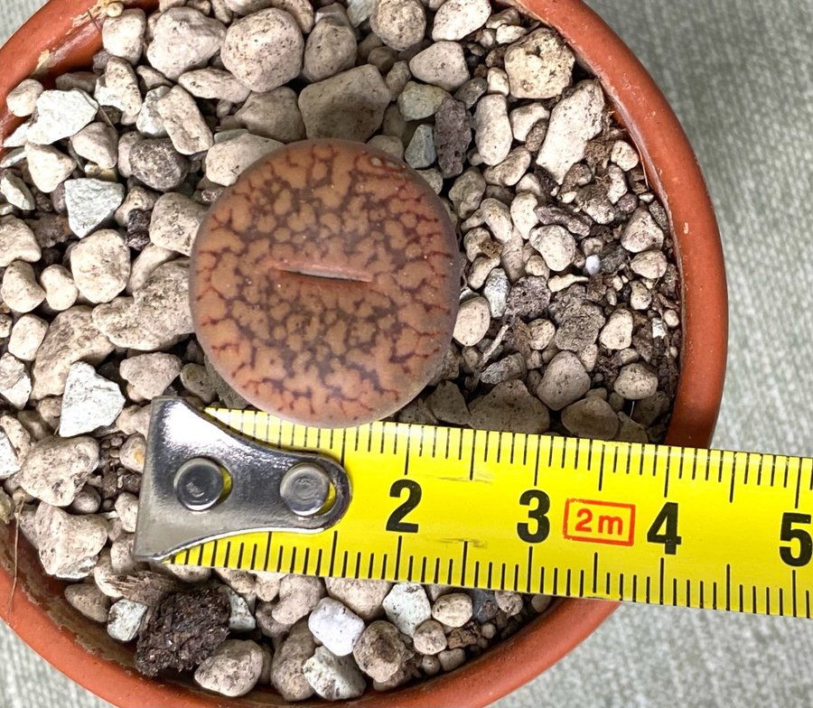 Lithops aucampiae