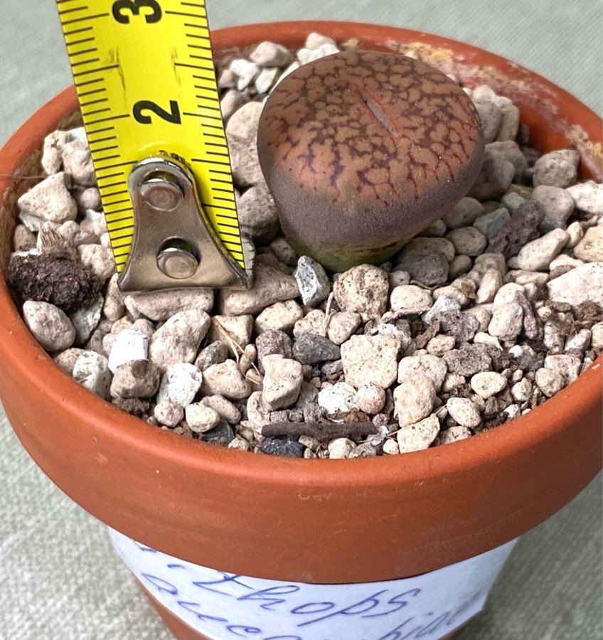 Lithops aucampiae