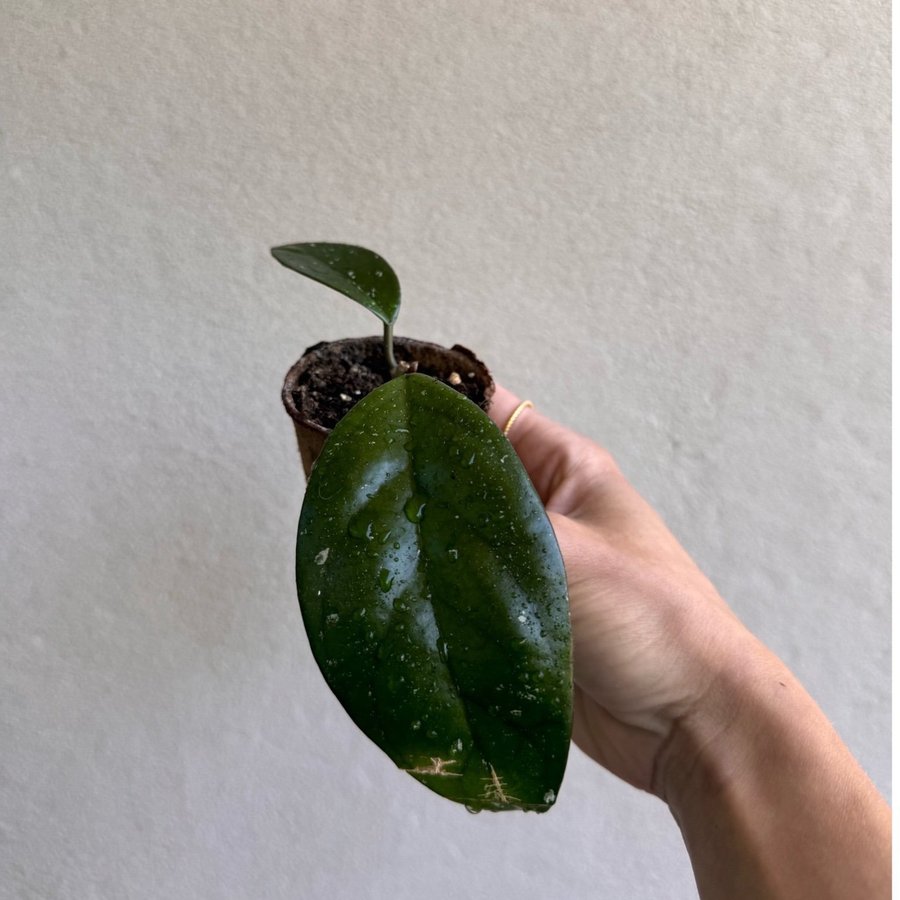 Hoya Carnosa Porslinsblomma välrotad stickling