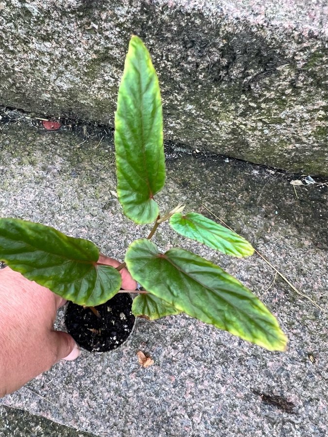 Begonia Acetocella craib