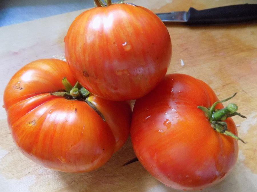 3 sorter dwarf tomato project frö *beauty kingseans yellowtasmanian chocolate*