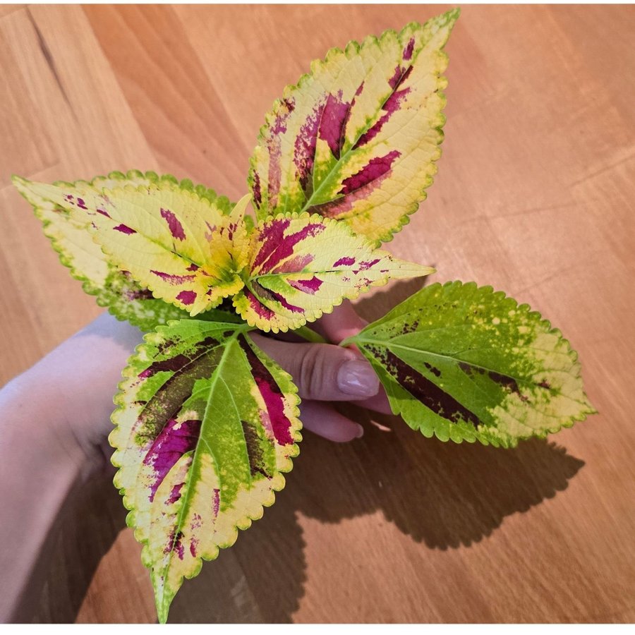 Palettblad Coleus - NN (fröis)